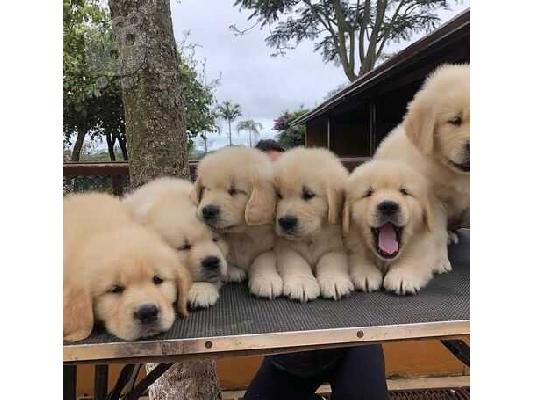 PoulaTo: amazing puppies for adoption